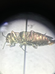 Chrysobothris femorata