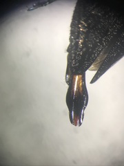 Chrysobothris femorata