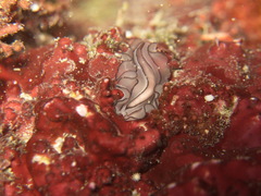 Pseudobiceros gratus