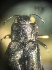 Agrilus anxius