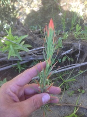 Castilleja minor stenantha