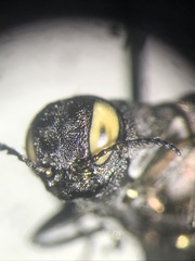 Agrilus anxius