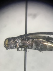 Agrilus anxius