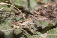 Chorthippus karelini