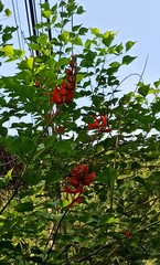 Erythrina corallodendron