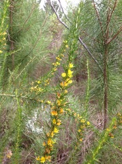 Aspalathus spinosa flavispina