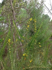 Aspalathus spinosa flavispina