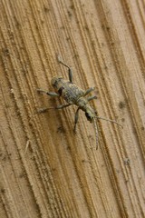 Rhagium mordax