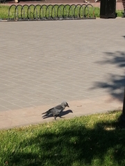 Corvus monedula