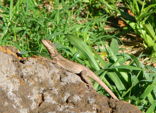 Amazon Lava Lizard, photo 10 of 10