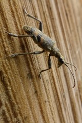 Rhagium mordax