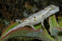 Bradypodion occidentale