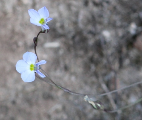 Lobelia orientalis