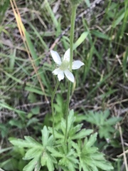 Anemone cylindrica
