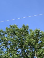 Ictinia mississippiensis