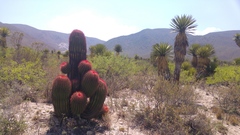 Ferocactus pilosus