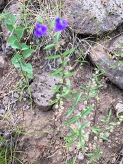 Scutellaria angustifolia