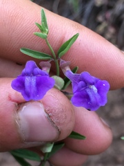 Scutellaria angustifolia