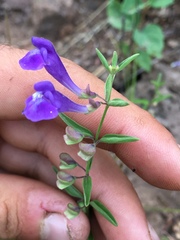 Scutellaria angustifolia