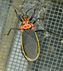 Rhiginia cinctiventris