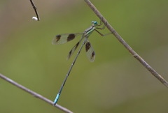 Orolestes octomaculatus