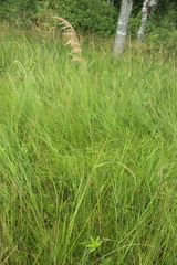Calamagrostis purpurea
