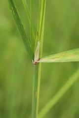Calamagrostis purpurea