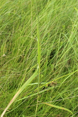 Calamagrostis purpurea