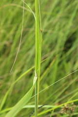Calamagrostis purpurea