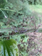 Neoprociphilus aceris