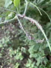 Neoprociphilus aceris