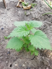 Urtica dioica