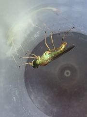 Ptecticus trivittatus