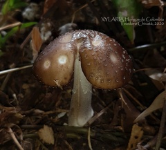 Oudemansiella canarii