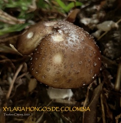 Oudemansiella canarii