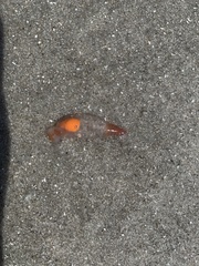 Clione limacina