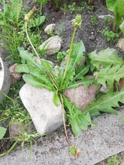 Taraxacum officinale