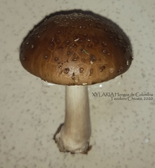 Oudemansiella canarii