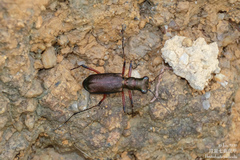 Heptodonta posticalis