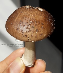 Oudemansiella canarii