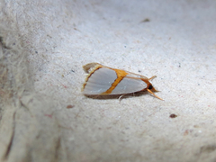 Vaxi auratellus