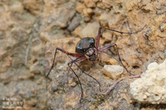 Heptodonta posticalis