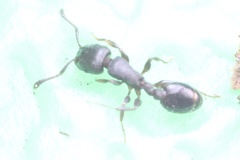 Temnothorax schaumii