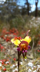 Diuris longifolia