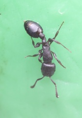 Temnothorax schaumii