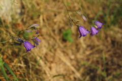Campanula martinii