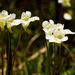 Pinguicula alpina - Photo (c) Giorgio___, μερικά δικαιώματα διατηρούνται (CC BY-NC-SA)
