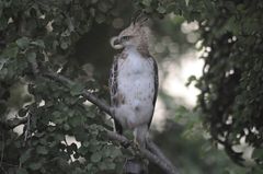 Nisaetus cirrhatus ceylanensis