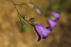Campanula martinii