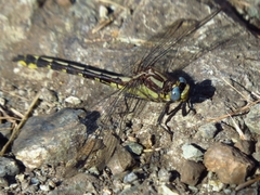 Phanogomphus kurilis